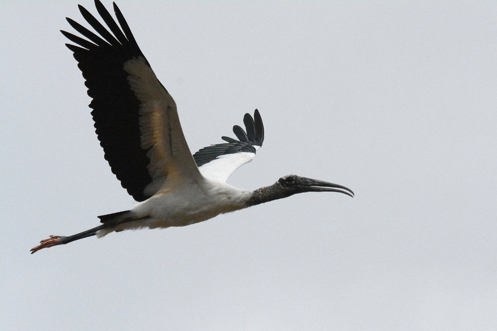 Stork, Wood, 2015-01201533 Eagle Lakes Community Park, FL.JPG - Wood Stork in flight. Eagle Lakes Community Park, FL, 1-20-2015